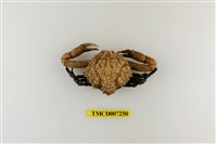 藏品(泡型長螯蟹)的圖片